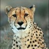 ghepard28