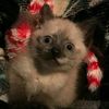 Nostalgic Nugget