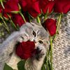 shasha753776