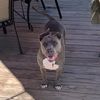 charlotte_the_pittie