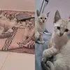 lunaefelicia