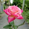 user251659018