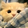 nan_1809