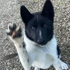 pawlo6.9