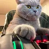 therealfighter1337