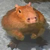 _vovochka_petrov_