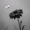 طــيـ⃪ــف 🖤⤿ٰ•