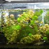 myfishcorner
