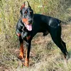 david_7618