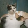 kodok.kemos