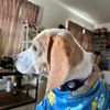 milothecutiebeagle