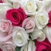 lolo_lolo2348810