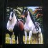 alzaim870