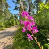 sandrasspage