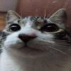 ilcats.sm