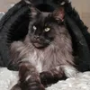mainecoon.barny