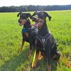 Addi & die Dobi's 🥰