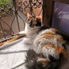 souhasimo9