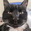 tuxedocatmomma24