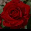 anim75_