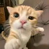 bophmquc1