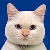 ro______miaw
