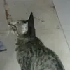 motchiitu