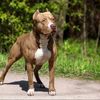 boerboeldoberman