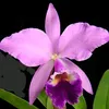 cataleyaazucena