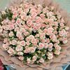 shoq_504