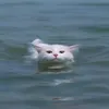 Matrix