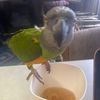 lvsexoticbirds2