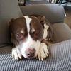 andrea1020_lovemydogs