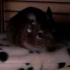 notadegeebudgiee