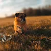 love_dog_radek