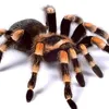 tarantulah75
