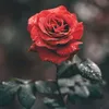 aann7660