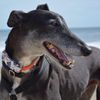 tbhounds_1
