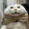 dogia_bao