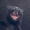 salemcat007