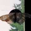 katiea160020