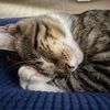 libbzcat
