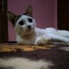 cimolku_lucu