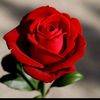 user135113968273