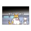 kucing_gembul_kaiden
