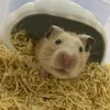simiumeobeo