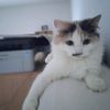 sidasgg2