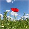 gladiolus_poppy08