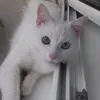 coco___charlie