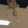 bayotisgay